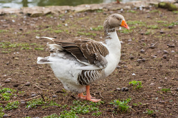Bird 290