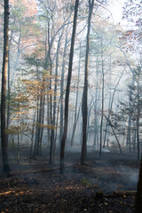 Fototapeta na wymiar Smoke after forest fire