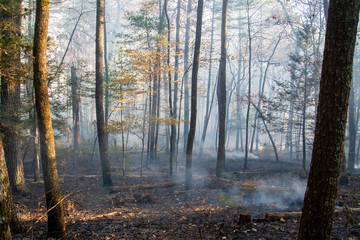 Smoke after forest fire