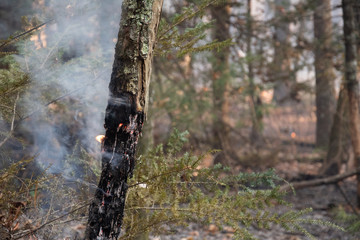 Smoke after forest fire