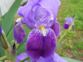A purple iris, iris versicolor, northern blue flag, in full bloom