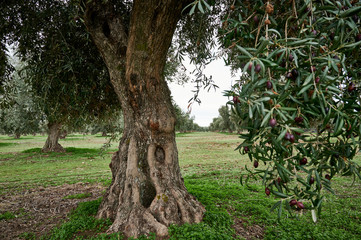 Olive grove of picual olives in Spain before harvesting in winter.