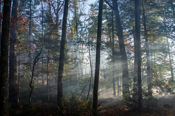 Fototapeta premium Smoke after forest fire