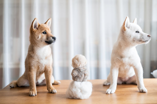 Two Shibas sitting with their hair.