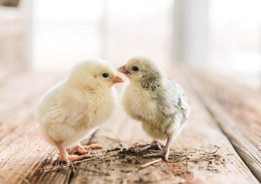 Spring chicks
