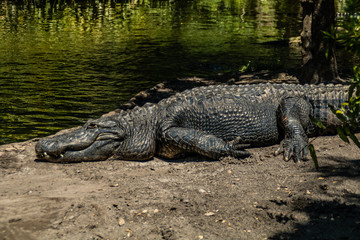 American alligator relax and grabs some sun by his pond. Busch Gardens Wildlife Park, Tampa Bay, Florida, United States