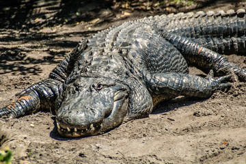 American alligator relax and grabs some sun by his pond. Busch Gardens Wildlife Park, Tampa Bay, Florida, United States