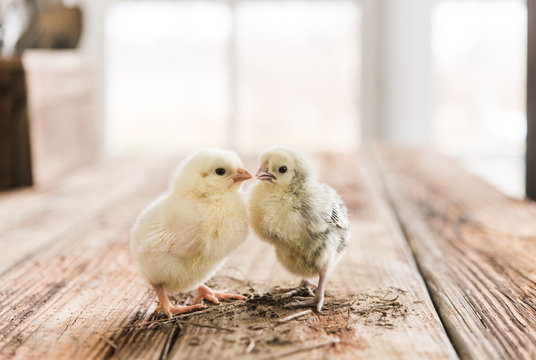 Spring chicks
