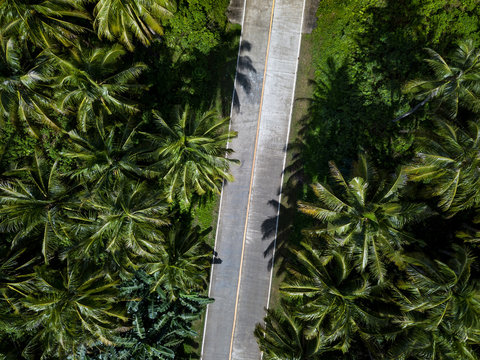Beautiful aerial view of road between palms