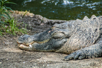 American alligator relax and grabs some sun by his pond. Busch Gardens Wildlife Park, Tampa Bay, Florida, United States