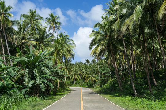 Tropical empty road