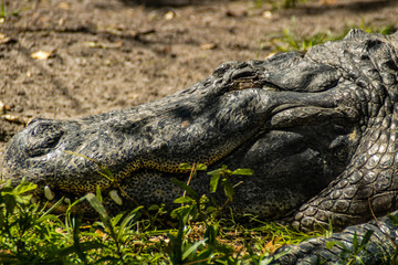 American alligator relax and grabs some sun by his pond. Busch Gardens Wildlife Park, Tampa Bay, Florida, United States