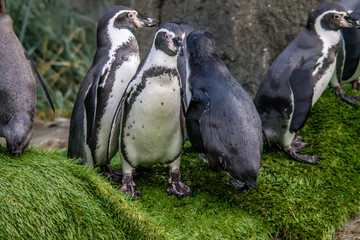 Humbolt penguins swim around in their enclosure. Calgary Zoo, Calgary, Alberta, Canada