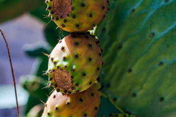 Close up to the orange fruits of Opuntia ficus-indica (prickly pear) in Gozo island, Malta. It is a species of cactus, which is consumed widely as food, as well as a green fence.