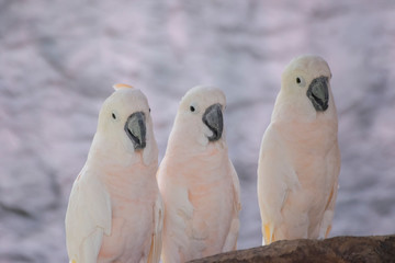 Three white parrots