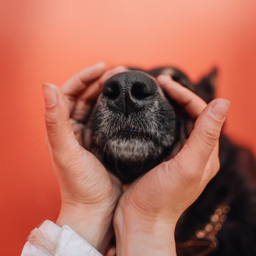 close up of a dog nose with human hands around it