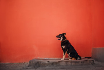 happy mixed breed dog sitting outdoors in front of a red wall