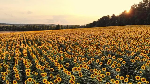 Lot dronem nad polem słonecznik&oacute;w, polska, śląskie, 