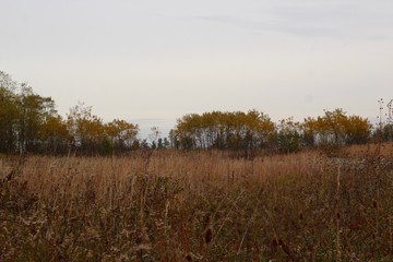 The tall grass field on a cloudy overcast autumn day.