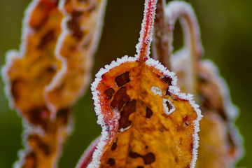 ice rimmed leafs on a cold day