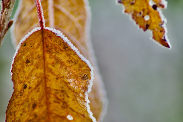 ice rimmed leafs on a cold day