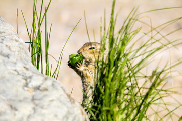 Black tailed prairie dog grabs a snack. Frank Lake, Alberta, Canada