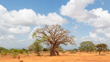 Foto auf Acrylglas Baobab-Baum in der Savanne, Kenia © Anselm