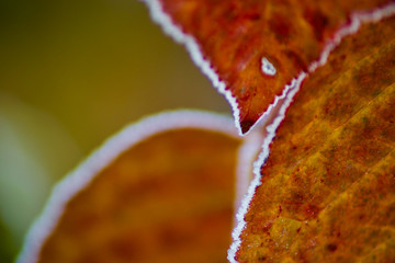 ice rimmed leafs on a cold day