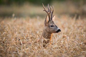 Roebuck - buck (Capreolus capreolus) Roe deer - goat © szczepank