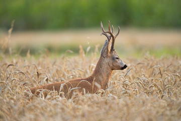 Roebuck - buck (Capreolus capreolus) Roe deer - goat
