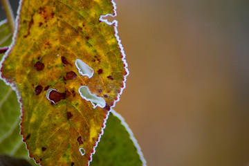 ice rimmed leafs on a cold day