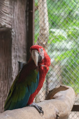 A red parrot in a cage