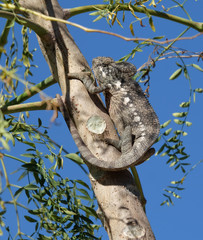Giant Chameleon (Furcifer Oustaleti), seen in the South of Madagascar