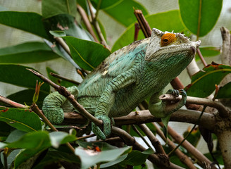 Colorful male Parson's Chamaeleon, seen in the east of Madagascar