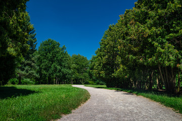 Fototapeta na wymiar Nice sunny day summer forest Arboretum Oleksandriya park green nature ecology