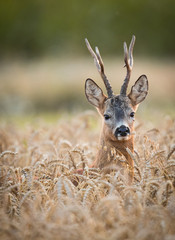 Roebuck - buck (Capreolus capreolus) Roe deer - goat © szczepank