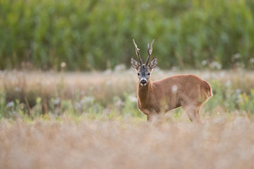 Roebuck - buck (Capreolus capreolus) Roe deer - goat