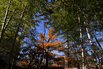 Fototapeta premium Japanese style garden in late autumn