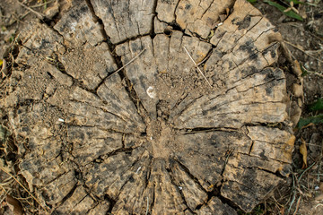 Old wood stump texture background