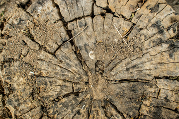 Old wood stump texture background