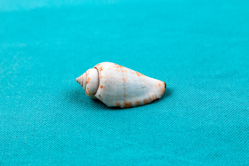 Obraz na płótnie Canvas Isolated seashell on a trendy aqua blue background. Close-up of shell
