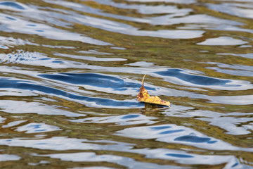 Lonely autumn leaf swimming on surface of river water.