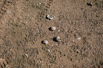 Ground with car wheel marks and shells