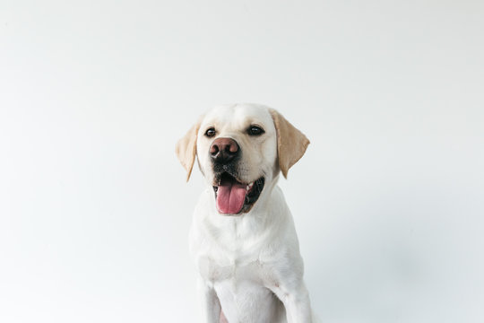 Cute headshot of male labrador against white background