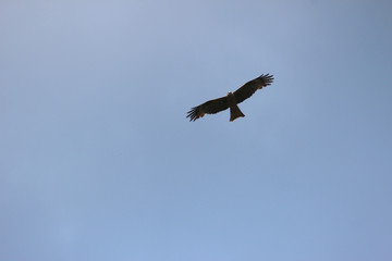 Soaring bird silhouette in the sky. Flight of the steppe eagle in a cloudless summer sky. Eagle soars against the blue sky.
