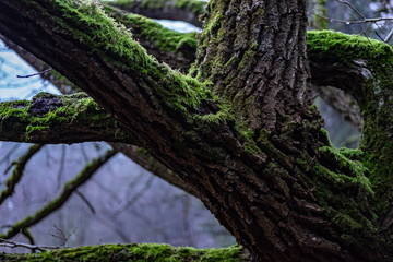 tree in forest covered with moss 