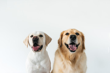 Headshots of very cute golden retriever and labrador against white background
