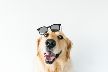 Very cute headshot of smiling golden retriever wearing sunglasses
