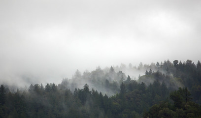 Fog filled treeline