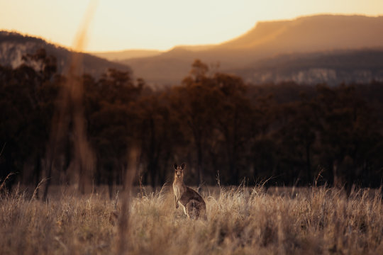 Kangaroo in Outback